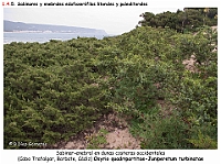 AtlasVegetacion 1 Bosques 087 02 sabinar-enebral-litoral Osyrio-Juniperetum turbinatae