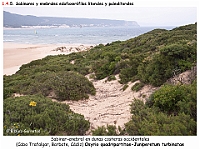 AtlasVegetacion 1 Bosques 087 03 sabinar-enebral-litoral Osyrio-Juniperetum turbinatae.jpg