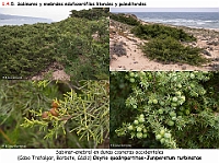 AtlasVegetacion 1 Bosques 087 04 sabinar-enebral-litoral Osyrio-Juniperetum turbinatae.jpg