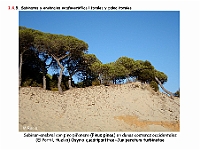 AtlasVegetacion 1 Bosques 087 Pinar-sabinar litoral Osyrio quadripartitae-Juniperetum turbinatae