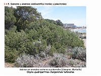AtlasVegetacion 1 Bosques 089 Pinar-sabinar litoral Osyrio quadripartitae-Juniperetum turbinatae