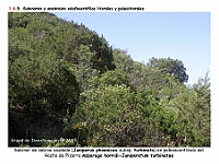 AtlasVegetacion 1 Bosques 093-1 Sabinar paleoacantilado Asparago horridi-Juniperetum turbinatae