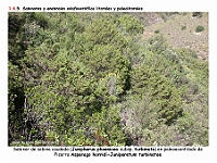 AtlasVegetacion 1 Bosques 093-2 Sabinar paleoacantilado Asparago horridi-Juniperetum turbinatae