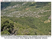 AtlasVegetacion 1 Bosques 093-3 Sabinar paleoacantilado Asparago horridi-Juniperetum turbinatae