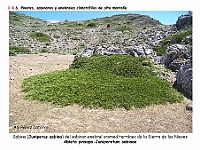 AtlasVegetacion 1 Bosques 099 Sabinar alta montana Abieto pinsapo-Juniperetum sabinae