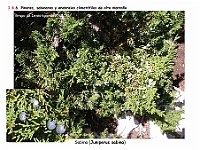 AtlasVegetacion 1 Bosques 100 Sabinar alta montana Abieto pinsapo-Juniperetum sabinae