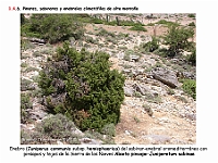 AtlasVegetacion 1 Bosques 101 Enebral alta montana Abieto pinsapo-Juniperetum sabinae
