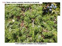 AtlasVegetacion 1 Bosques 102 Enebral alta montana Abieto pinsapo-Juniperetum sabinae