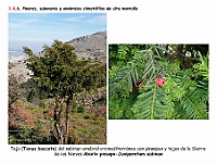 AtlasVegetacion 1 Bosques 103 Enebral alta montana Abieto pinsapo-Juniperetum sabinae Tejo Taxus baccata