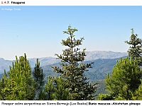 AtlasVegetacion 1 Bosques 116-2 Pinsapar serpentinas Bunio macucae-Abietetum pinsapo