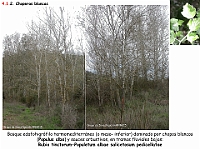 AtlasVegetacion 3 ComunidadesRiparias 04 Chopera blanca Populus alba Rubio-Populetum
