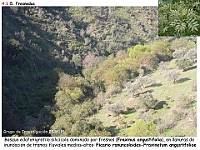 AtlasVegetacion 3 ComunidadesRiparias 08 Fresneda Fraxinus angustifolia Ficario-Fraxinetum