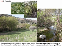 AtlasVegetacion 3 ComunidadesRiparias 09 Fresneda Fraxinus angustifolia Ficario-Fraxinetum