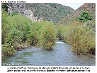 AtlasVegetacion 3 ComunidadesRiparias 18 Sauceda arbustiva Salix pedicellata Equiseto-Salicetum