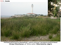 AtlasVegetacion 3 ComunidadesRiparias 38 Juncal Scirpus holoschoenus Holoschoenetum