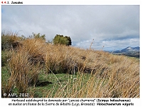 AtlasVegetacion 3 ComunidadesRiparias 39 Juncal Scirpus holoschoenus Holoschoenetum