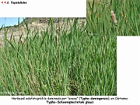 AtlasVegetacion 3 ComunidadesRiparias 46 Espadanhal Typha dominguensis Typho-Schoenoplectetum