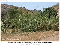 AtlasVegetacion 3 ComunidadesRiparias 49 Canhaveral Arundo donax Arundini-Convolvuletum