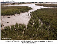 AtlasVegetacion 3 ComunidadesRiparias 59 Pradera halofila Spartina maritima