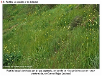 AtlasVegetacion 4 021 5 Pastizales anuales y bulbosas Stipa capensis