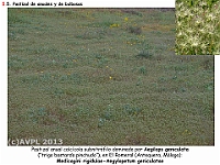 AtlasVegetacion 4 024 5 Pastizales anuales y bulbosas Aegilops geniculata