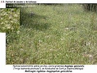 AtlasVegetacion 4 025 5 Pastizales anuales y bulbosass Aegilops geniculata