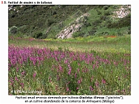 AtlasVegetacion 4 032 5 Pastizales anuales y bulbosas Gladiolus illiricus