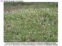 AtlasVegetacion 4 033 5 Pastizales anuales y bulbosas Anthemis Calendula arvensis
