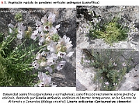 AtlasVegetacion 4 042 6 Vegetacion rupicola Linaria anticaria