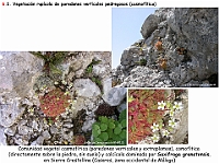AtlasVegetacion 4 050 6 Vegetacion rupicola Saxifraga granatensis
