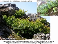 AtlasVegetacion 4 060 6 Vegetacion rupicola Polypodium