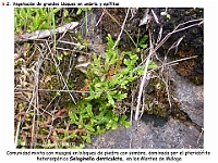 AtlasVegetacion 4 061 6 Vegetacion rupicola Selaginella