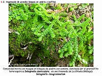 AtlasVegetacion 4 062 6 Vegetacion rupicola Selaginella