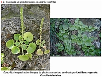 AtlasVegetacion 4 064 6 Vegetacion rupicola Umbilicus