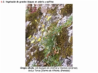 AtlasVegetacion 4 065 6 Vegetacion rupicola Crepis albida