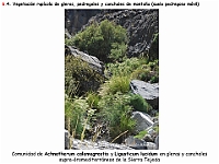 AtlasVegetacion 4 070-1 6 Vegetacion rupicola Achnatherum Ligusticum lucidum