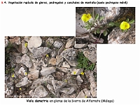 AtlasVegetacion 4 070 6 Vegetacion rupicola Viola demetria