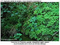 AtlasVegetacion 4 074 6 Vegetacion rupicola Trachelium Adianthum