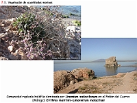 AtlasVegetacion 4 091 7 Vegetacion litoral acantilados Crithmo-Limonietum