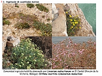 AtlasVegetacion 4 092 7 Vegetacion litoral acantilados Crithmo-Limonietum
