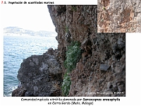 AtlasVegetacion 4 094 7 Vegetacion litoral acantilados Sarcocapnos enneaphylla