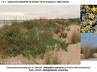 AtlasVegetacion 4 097 7 Vegetacion litoral arenicola Loto-Ammophiletum