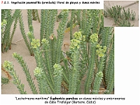 AtlasVegetacion 4 099 7 Vegetacion litoral arenicola Euphorbia paralias