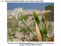 AtlasVegetacion 4 101 7 Vegetacion litoral arenicola Pancratium maritimum