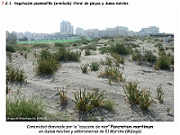 AtlasVegetacion 4 102 7 Vegetacion litoral arenicola Pancratium maritimum