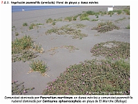 AtlasVegetacion 4 104 7 Vegetacion litoral arenicola Pancratium Centaurea