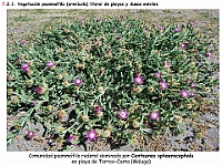 AtlasVegetacion 4 105 7 Vegetacion litoral arenicola Centaurea sphaerocephala