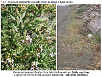 AtlasVegetacion 4 106 7 Vegetacion litoral arenicola Salsolo-Cakiletum