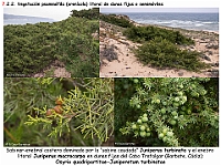 AtlasVegetacion 4 116 7 Vegetacion litoral arenicola Osyrio-Juniperetum