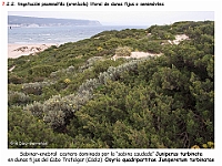 AtlasVegetacion 4 117 7 Vegetacion litoral arenicola Osyrio-Juniperetum